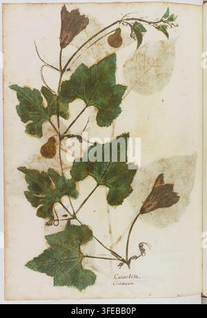 Una stampa botanica del XVI secolo di una pianta di Cucurbita, nota anche come zucca, di Zenobe Pacini, un incisore francese, tratta da un libro pubblicato nel 1520, che mostra un esemplare di pianta pressato con foglie verdi, steli, rampicanti e fiori e frutti marroni essiccati. Foto Stock