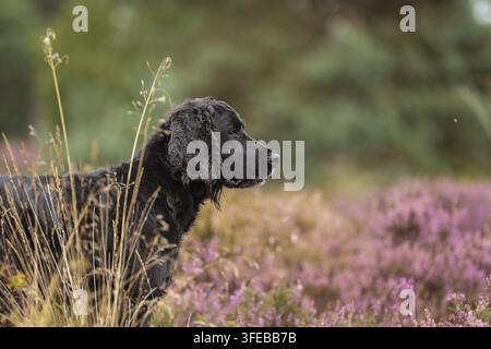 Nero lavoro Cocker Spaniel Foto Stock
