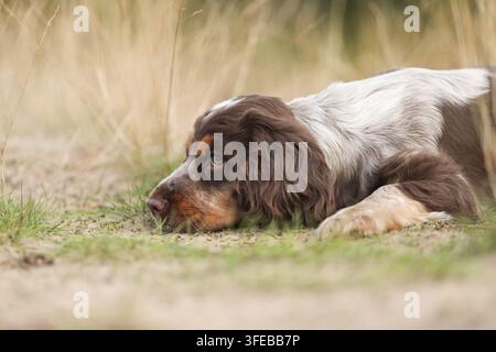 English Cocker Spaniel cucciolo Foto Stock