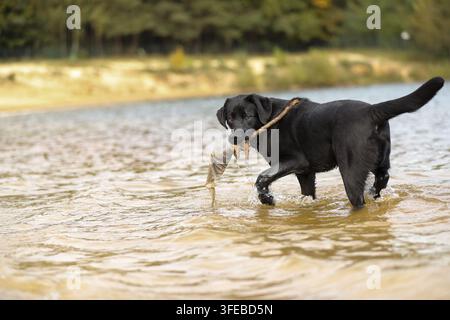 Nero Labrador Retriever Foto Stock