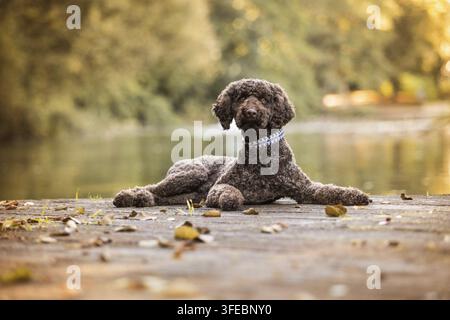 Labradoodle Foto Stock