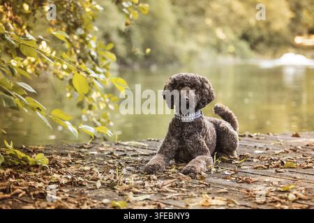 Labradoodle Foto Stock