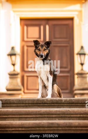 Border Collie seduto davanti a una porta di legno Foto Stock