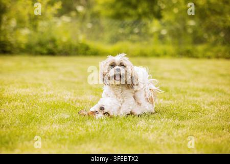 Due cani Shih Tzu che giocano sull'erba verde Foto Stock