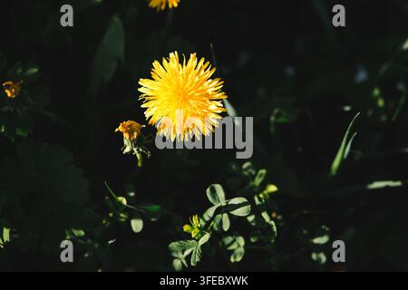 Fiore di tarassaco giallo in fiore su uno sfondo di erba verde scura. La luce intensa del sole evidenzia la bellezza naturale e la freschezza della vitalità primaverile. Foto Stock