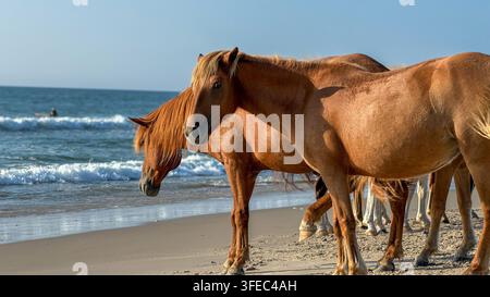 Assateague Island, Stati Uniti. 03 settembre 2026. Cavalli selvaggi si trovano sulla spiaggia di Assateague Island National Seashore ad Assateague, Md., il 3 settembre 2026. I pony selvaggi, discendenti di cavalli ritenuti sopravvissuti a un naufragio spagnolo del XVI secolo, vagano liberamente sull’isola barriera preservata congiuntamente dal National Park Service e dal U.S. Fish and Wildlife Service. (Foto di Josh Davis/The Baltimore Sun/TNS/Sipa USA) Credit: Sipa USA/Alamy Live News Foto Stock