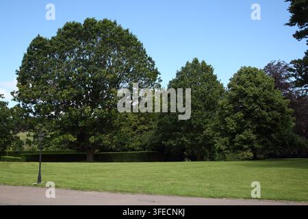 Albero di Sycamore sul terreno di Hartsfield Manor Betchworth, Surrey, Inghilterra Foto Stock