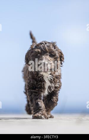 Pudel giocattolo-Cocker inglese-Mongolo Foto Stock