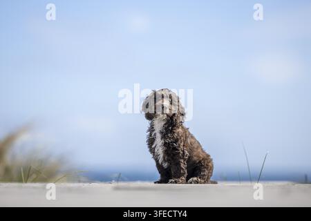 Pudel giocattolo-Cocker inglese-Mongolo Foto Stock