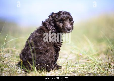 Pudel giocattolo-Cocker inglese-Mongolo Foto Stock