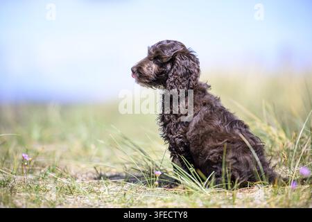 Pudel giocattolo-Cocker inglese-Mongolo Foto Stock