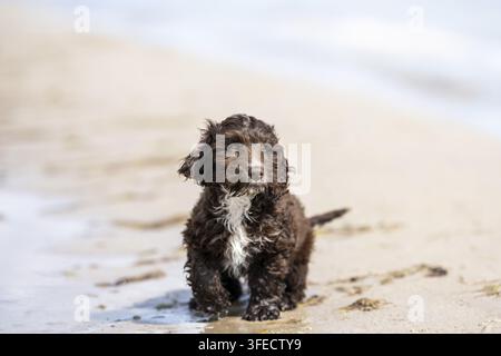 Pudel giocattolo-Cocker inglese-Mongolo Foto Stock