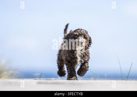 Pudel giocattolo-Cocker inglese-Mongolo Foto Stock