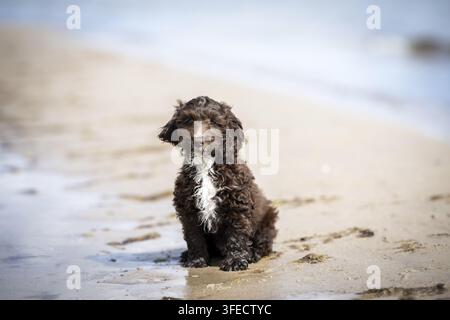 Pudel giocattolo-Cocker inglese-Mongolo Foto Stock