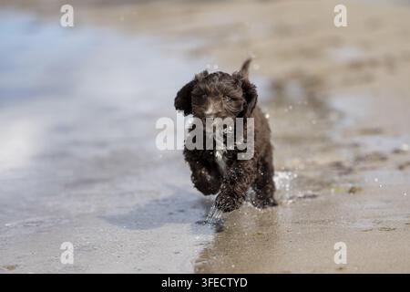 Pudel giocattolo-Cocker inglese-Mongolo Foto Stock