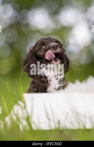 Pudel giocattolo-Cocker inglese-Mongolo Foto Stock