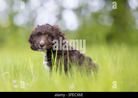 Pudel giocattolo-Cocker inglese-Mongolo Foto Stock