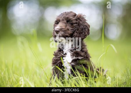 Pudel giocattolo-Cocker inglese-Mongolo Foto Stock