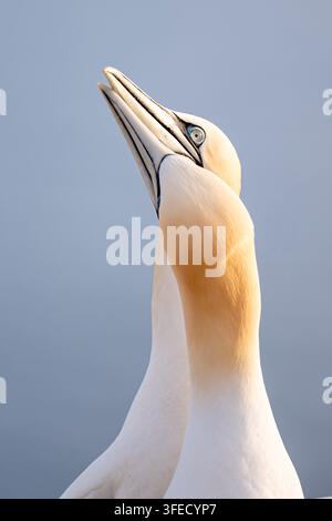 Sterna settentrionale che allunga il collo e il becco verso l'alto Foto Stock