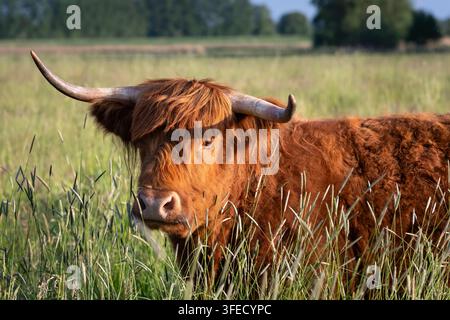 Bovini delle Highlands che riposano nell'erba alta del pascolo Foto Stock