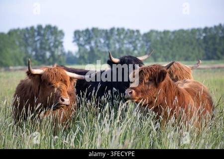 Tre bovini delle Highlands che riposano in un prato estivo Foto Stock