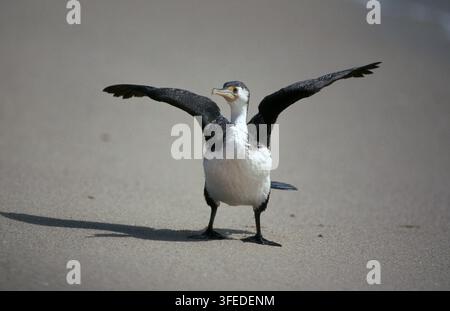 Un cormorano dai piedi neri (Phalacrocorax varius) con le ali spiegate a Trigg Beach, Australia occidentale. Foto Stock