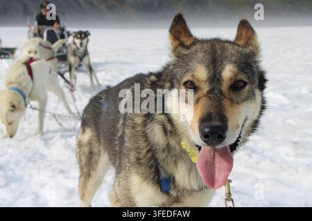 Primo piano di un cane da slitta con squadra di cani e musher sulla neve vicino al ghiacciaio Punchbowl, Alaska Foto Stock