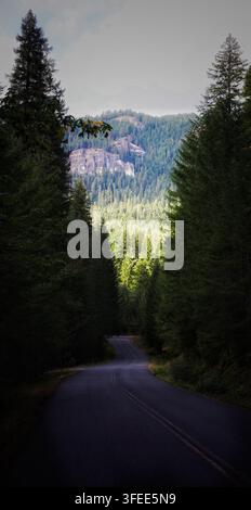 Strada asfaltata tortuosa che attraversa ombre in una fitta foresta sempreverde del Nordovest del Pacifico Foto Stock