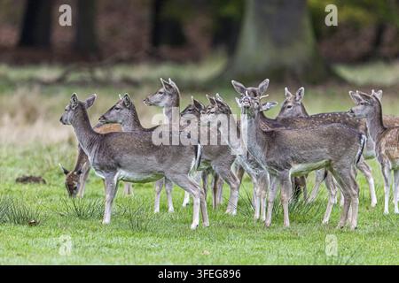daino Foto Stock