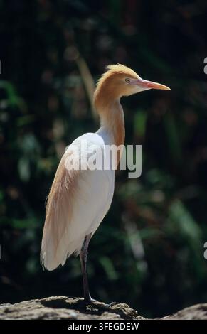 VISTA LATERALE DI UN AIRONE DEL BESTIAME ORIENTALE (BUBULCUS IBIS) CON LE SUE PENNE ARANCIO-ROSSICCE APPOLLONATO SU UNA ROCCIA, SUD OVEST, AUSTRALIA OCCIDENTALE. Foto Stock