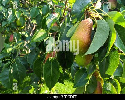 Due pere che maturano con un rossore rosso sospese tra foglie verdi su un pero alla luce naturale calda. Foto Stock