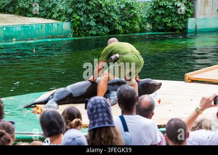 Spettacolo di addestramento dei leoni marini, Zoo di Budapest, Budapest, Ungheria Foto Stock
