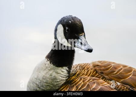 Ritratto di un'oca canadese. Primo piano dell'uccello. Branta canadensis Foto Stock