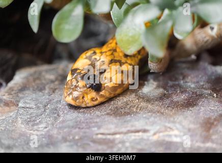 Ritratto di un cobra del Capo. Rettilo in primo piano. Naja nivea. Foto Stock