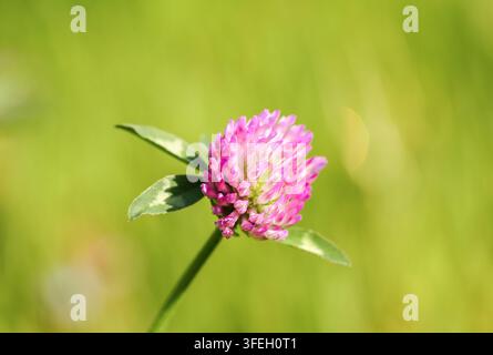 Prima piano di un fiore di trifoglio rosa su uno sfondo verde. Foto Stock