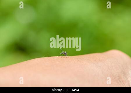 Primo piano di una zanzara che punge la pelle umana Foto Stock