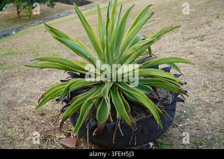 Grande pianta di agave verde cresce in un vaso nero. Foglie spinose si irradiano dal centro. Erba secca circonda la pianta in un giardino aperto sul campo. Foto Stock