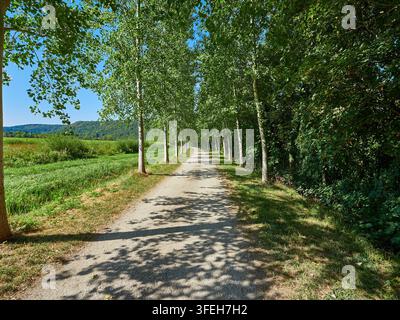 Sentiero di campagna alberato attraverso i campi di mais in una giornata estiva soleggiata Foto Stock