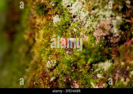 Coccinella rossa brillante si riposa su muschio verde e licheni che ricoprono un tronco di legno in uno scatto macro ravvicinato della natura. Foto Stock