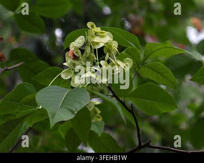 Alno comune, Frassino a foglia di trifoglio, Frassino puzzolente o Cespuglio puzzolente, Ptelea trifoliata, Rutacee. Canada, Messico e Stati Uniti, Nord America. Foto Stock