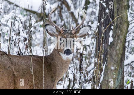 Cervo dalla coda bianca Odocoileus Virginianus nell'habitat naturale della fauna selvatica Foto Stock