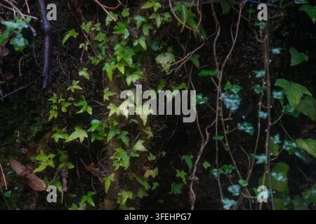 Fotografia dettagliata di rampicanti di edera verde aggrappati a una superficie di pietra scura e umida in una foresta ombrosa. Tentacoli sottili e foglie lobate si intrecciano sul muschio Foto Stock