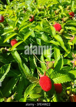 Bacche di lamponi tibetani mature riposanti nel giardino, che mostrano bellezza naturale, freschezza e cibo sano, Russia Foto Stock
