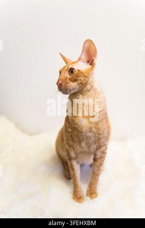 Ritratto di un gatto maschio Cornish Rex Foto Stock