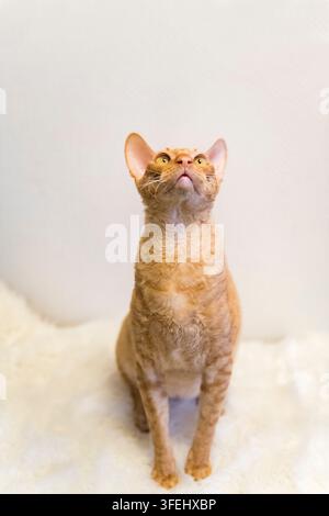 Ritratto di un gatto maschio Cornish Rex Foto Stock
