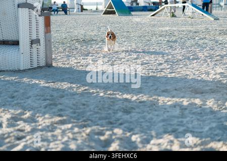 Beagle sulla spiaggia per cani sul Mare del Nord a Norddeich Foto Stock