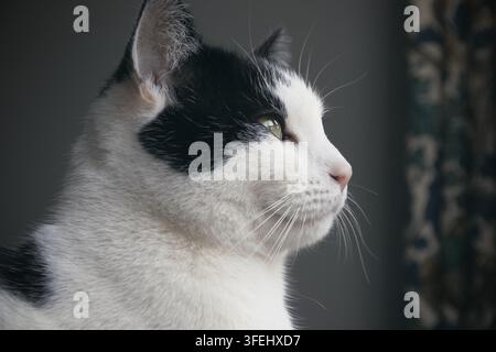 Ritratto di un gatto bianco e nero, primo piano Foto Stock