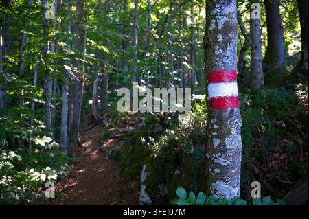 Segnale di sentiero austriaco dipinto di rosso e bianco su un tronco d'albero lungo un sentiero boschivo illuminato dal sole nella foresta montana di Bad Goisern. Foto Stock
