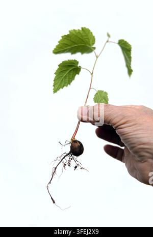mano, nocciola, piantina, radice Foto Stock
