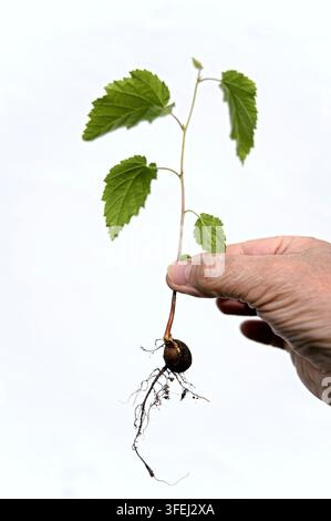 mano, nocciola, piantina, radice Foto Stock